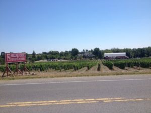 Passing an orchard in wine country.